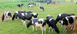 Inaugurated the first dairy farms in Tuyen Quang