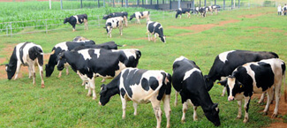 Inaugurated the first dairy farms in Tuyen Quang Inaugurated the first dairy farms in Tuyen Quang