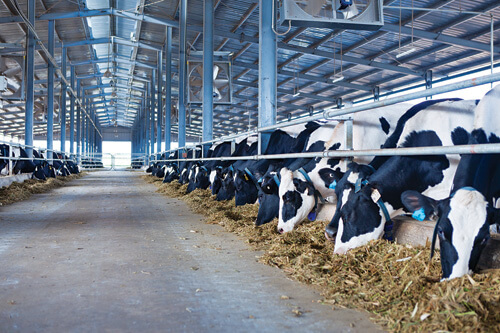 Construction of the fifth dairy farm in Lam Dong