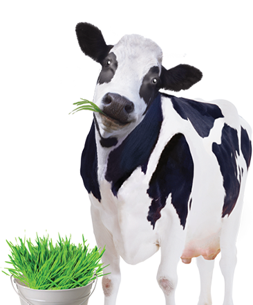 The story “From green fields to glasses of delicious fresh milk”