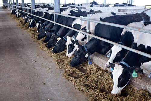 Commencement of new dairy farm construction in Tay Ninh and Ha Tinh Commencement of new dairy farm construction in Tay Ninh and Ha Tinh