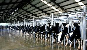Khánh thành trang trại bò sữa thứ 2 tai Bình Định