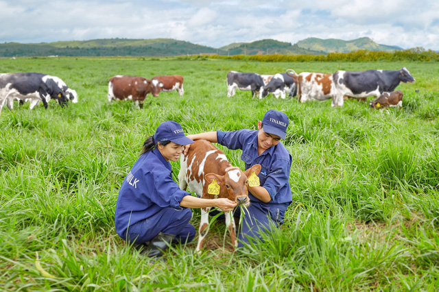 Trang trại bò sữa Organic đầu tiên tại Việt Nam đạt chuẩn quốc tế