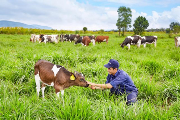 Vinamilk farm first to achieve EU organic standard in Vietnam