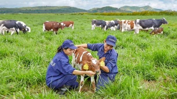 Vinamilk opens first European-standard dairy farm in Vietnam