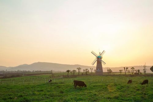 Vinamilk inaugurates first organic dairy farm, premiumisation opportunity