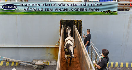 Vinamilk tiếp nhận thành công 1.550 bò sữa nhập từ Mỹ về các trang trại Green Farm