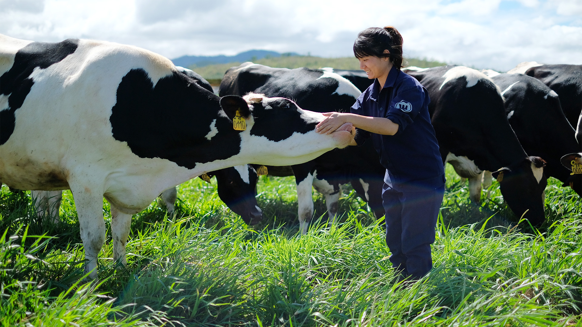 Vinamilk 15 năm xây hệ thống trang trại bò sữa với bộ sưu tập tiêu chuẩn  quốc tế