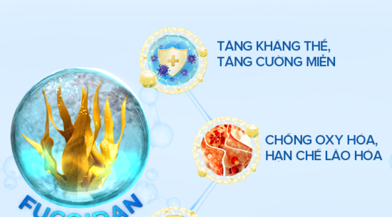 Fucoidan - Món quà sức khỏe từ đại dương