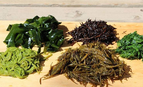 Tìm hiểu về quy trình chiết xuất Fucoidan đạt chuẩn quốc tế của nguồn nguyên vật liệu trong sản phẩm dinh dưỡng Kenko Haru của Vinamilk