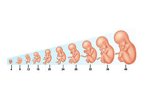 Sự hình thành thai nhi qua các tháng
