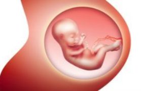 Các giai đoạn phát triển của thai nhi - phần 1: Hợp tử