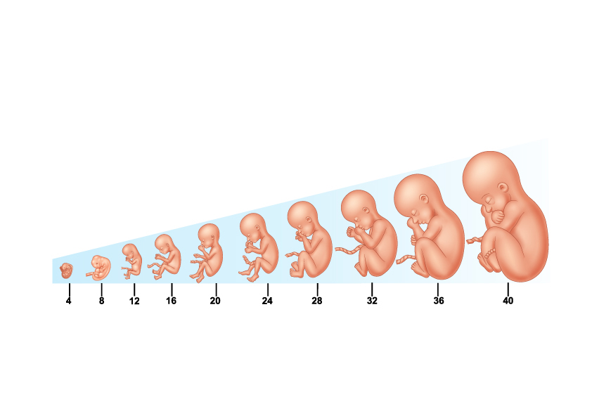 Quá trình phát triển của thai nhi qua từng tháng